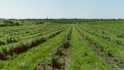 Beautiful Berry Plantation