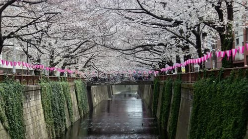 Tokio Kirschblüte Meguro River Japan Zeitraffer
