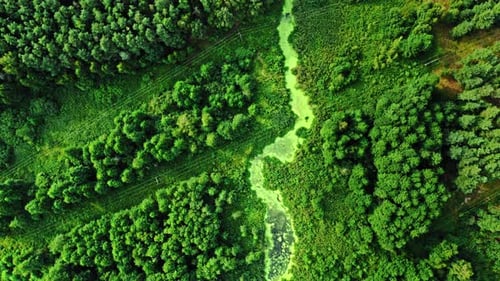 Stunning river and green algae in summer.