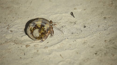 Hermit Crab