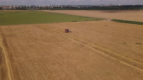 Combine Harvester Working In The Field.