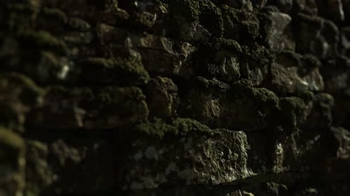 Mossy Stone Wall Texture with Moving Light and Shadows