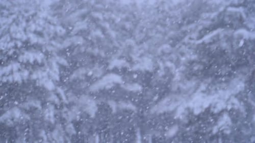 Fond de neige dans la forêt de pins d'hiver avec des arbres de Noël enneigés
