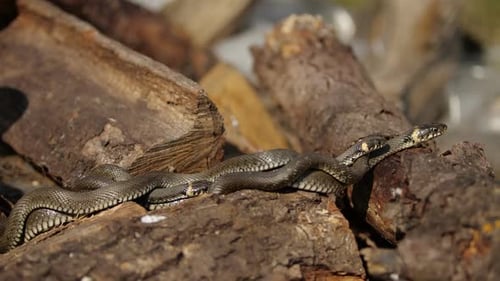 Grass Snakes Resting on Wood in the Sunlight