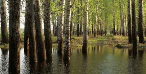 Frühlingswald im Wasser