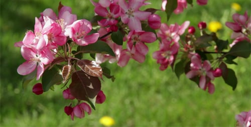 Spring Orchard 02