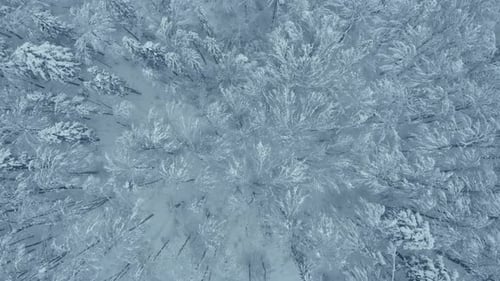Aerial shot: spruce and pine winter forest completely covered by snow.