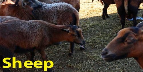 Sheep and Goats Grazing on Rural Farm