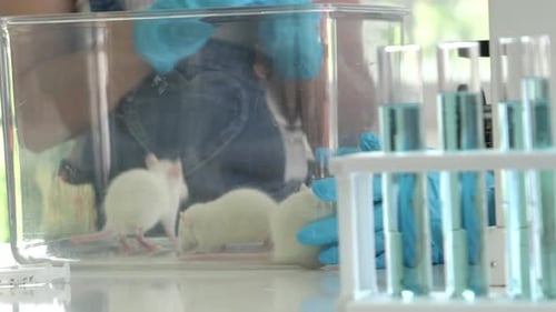 White Rats in Laboratory Setting with Test Tubes