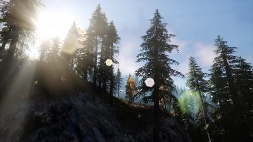 Sun Beams Through Trees
