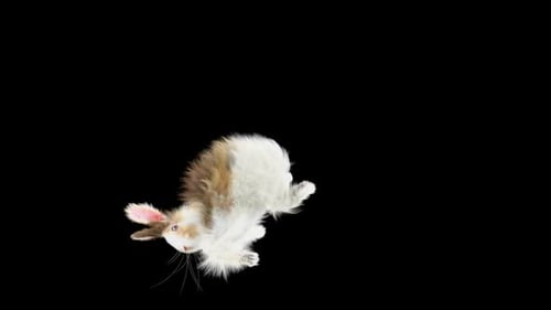 70 coelhos em pé reagem Death Forward HD