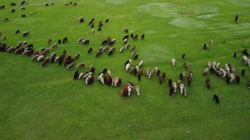 Aerial View at the Sheeps Herd