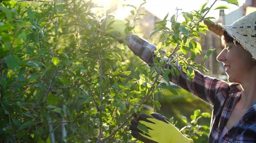 Concept de loisirs et de vie à la campagne. Jeune femme s'occupant des arbres dans son jardin