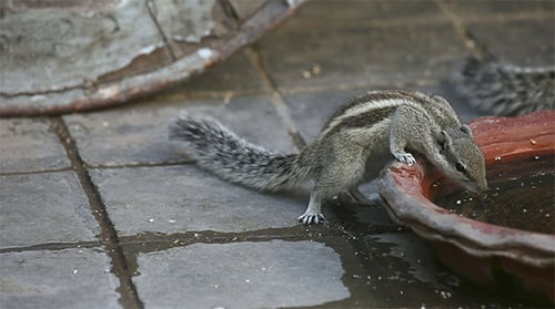 Streifenhörnchen