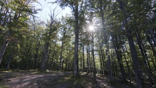Fabulous Autumn Forest. Silence, Calmness and Relaxation Concept. Cozy Sunny Forest in the Morning.