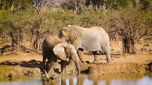 Éléphant de brousse africain dans le parc national Kruger, Afrique du Sud