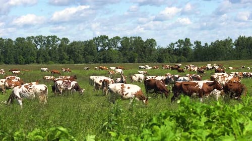 Cows Grazing in a Green Meadow on Sunny Day