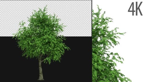 Morton Tree