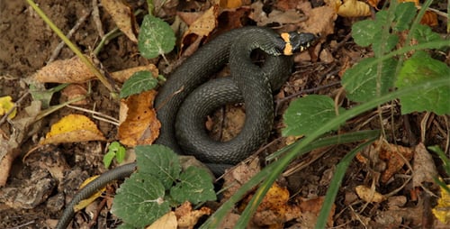 Grass Snake Coiled Among Leaves on the Forest Floor