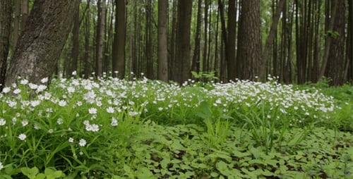 Spring Forest