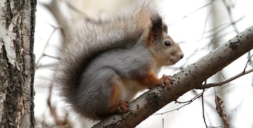 Fluffy Squirrel on a Branch in Forest