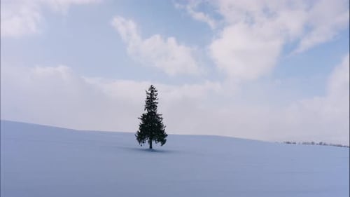 Christmas tree with snow in winter season