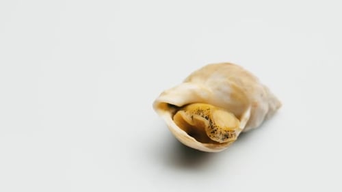 Snail Seafood Isolated on White Background