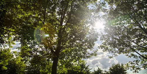 Sun and Trees Timelapse