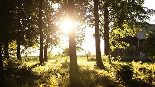 Sunlight Through Forest Trees in Golden Hour