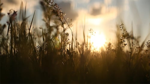 Sliding Around Field Flowers