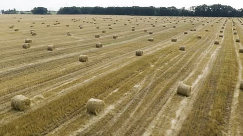 Yellow field with round sheaves of hay. Harvest.