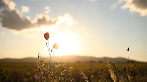 Golden Sunset Over Peaceful Meadow with Wildflowers