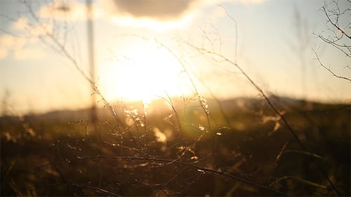 Old Grass