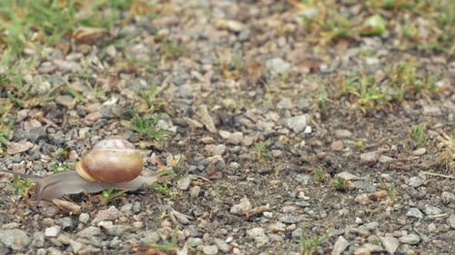 Caracol rápido
