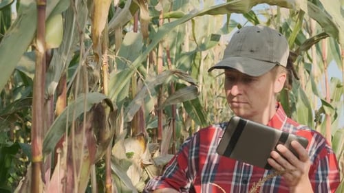 Farmer Using Tablet in Cornfield Checking Crops