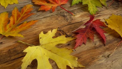Colorful Autumn Leaves On a Wooden Table