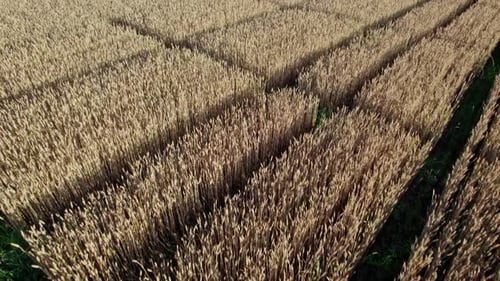 Top View to the Farm Wheatfield