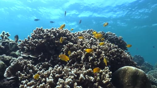 Tropical coral reef with yellow reef fishes and hard coral static wide angle shot