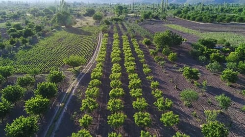 Fruit trees on farmland, wide plain.