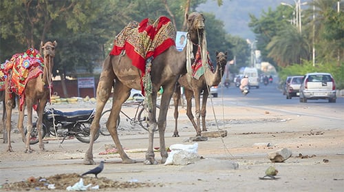 Camels Standing near Busy City Road