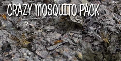 Crazy Mosquito