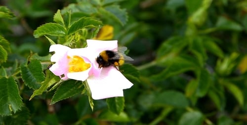 Forest Bee