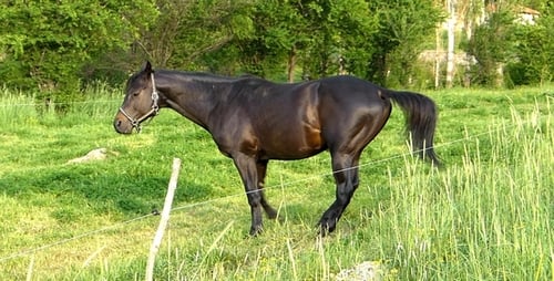 Horse 2