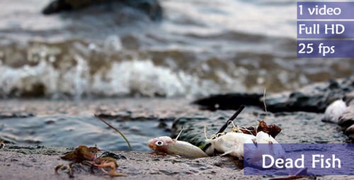 Tote Fische an verschmutzter Küste