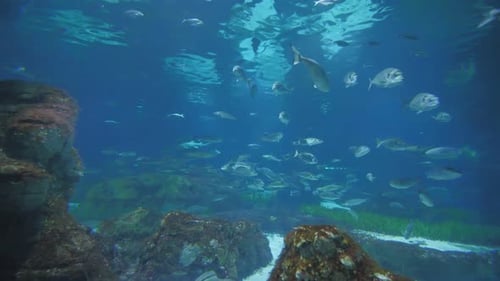 Aquarium with Fish and Sharks