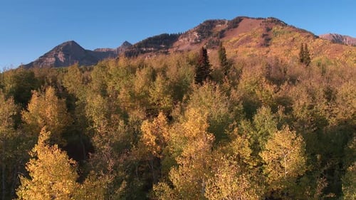 Aerial view of Fall color over forest