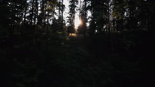 Le soleil brille à travers les arbres de la forêt