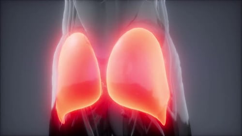 3D Human Gluteal Muscles Anatomy with Red Highlight Animation