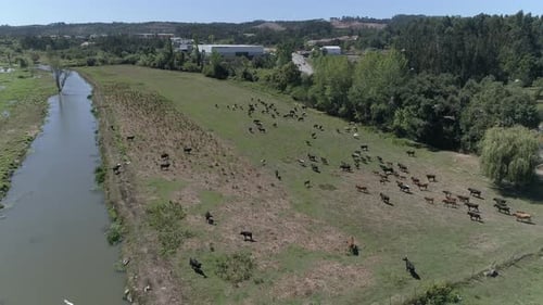 Cattle Grazing on the Meadow