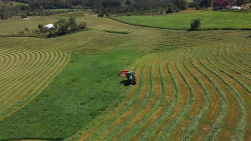 Vue Aérienne D'une Récolteuse Fourragère Coupant L'Herbe Verte À La Ferme Pour La Production D'Ensilage.